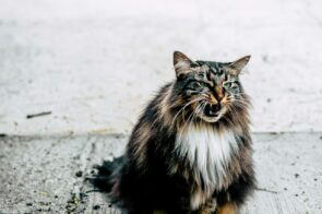 Ilustração de irritação